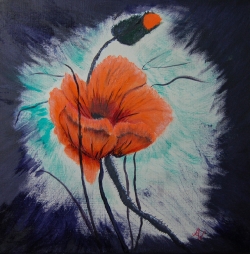 Klatschmohn