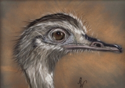 Emu